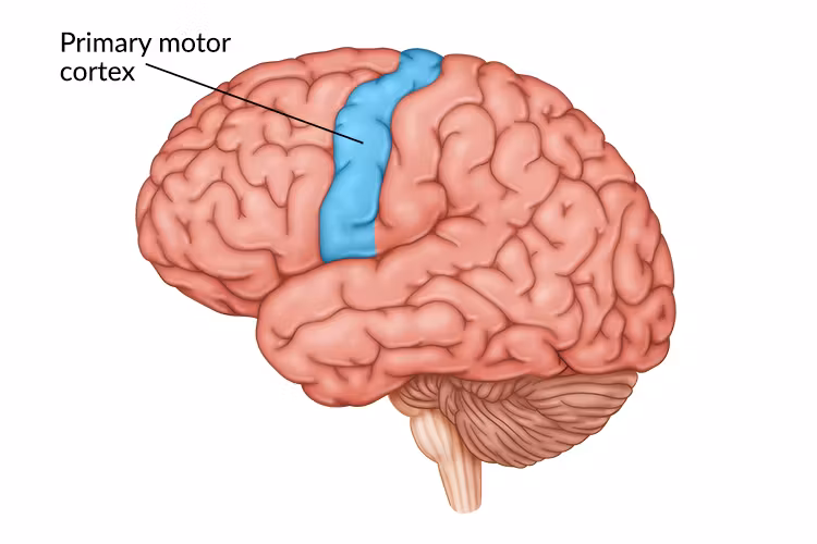 <ul><li><p><strong>cordinates voluntary movement IN THE FRONTAL LOBE</strong></p></li><li><p>coordinates movements across multiple joints and muscle groups to achieve smooth and purposeful action</p></li></ul><p></p>