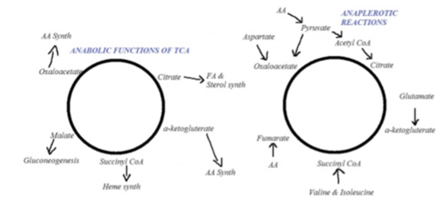 <p>papildančiosios krebso ciklo reakcijos, kurių metu didėja oksalacetato ir kitų tarpinių krebso ciklo metabolitų kiekis. (junginiai yra panaudojami krebso ciklo metabolitų susidarymui)</p>