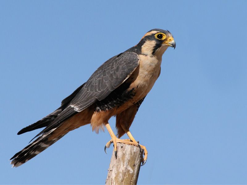<p>Aplomado FAlcon</p>