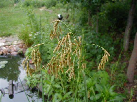 Family: Cyperaceae

SN: Scirpus lineatus