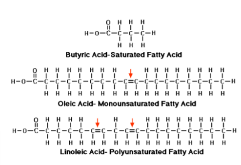 <p>saturation means no double bonds; unsaturated is presence of a double bond (mono for 1, poly for more than 1). saturated means hydrogen saturation</p>