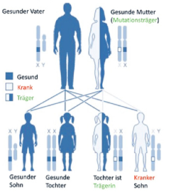 <p>(K3) Was ist das für ein Erbgang?</p>
