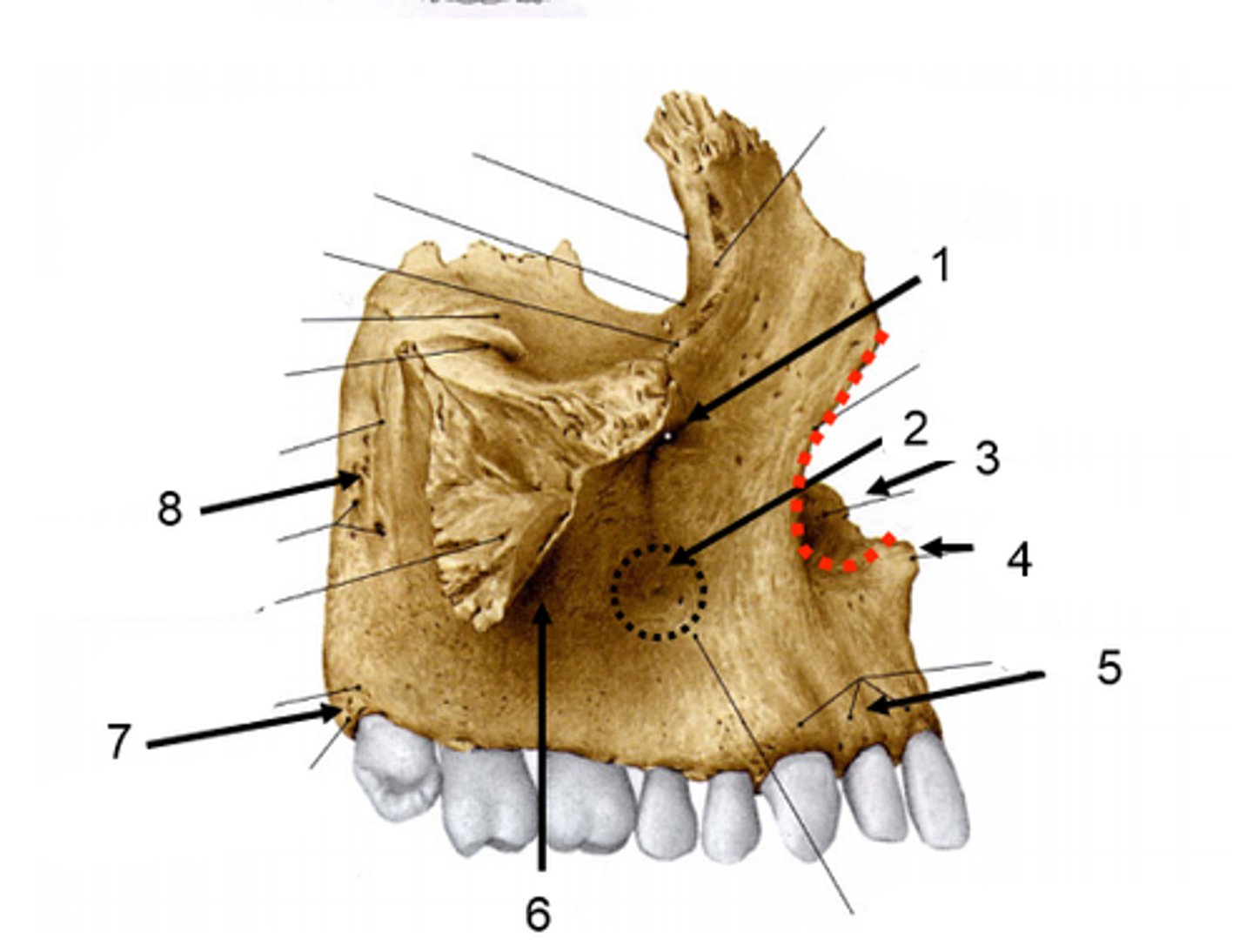 <p>6</p>