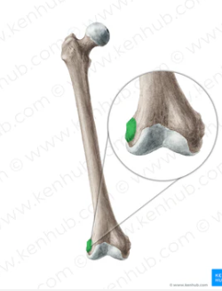 <p>What bone structure is this?</p>