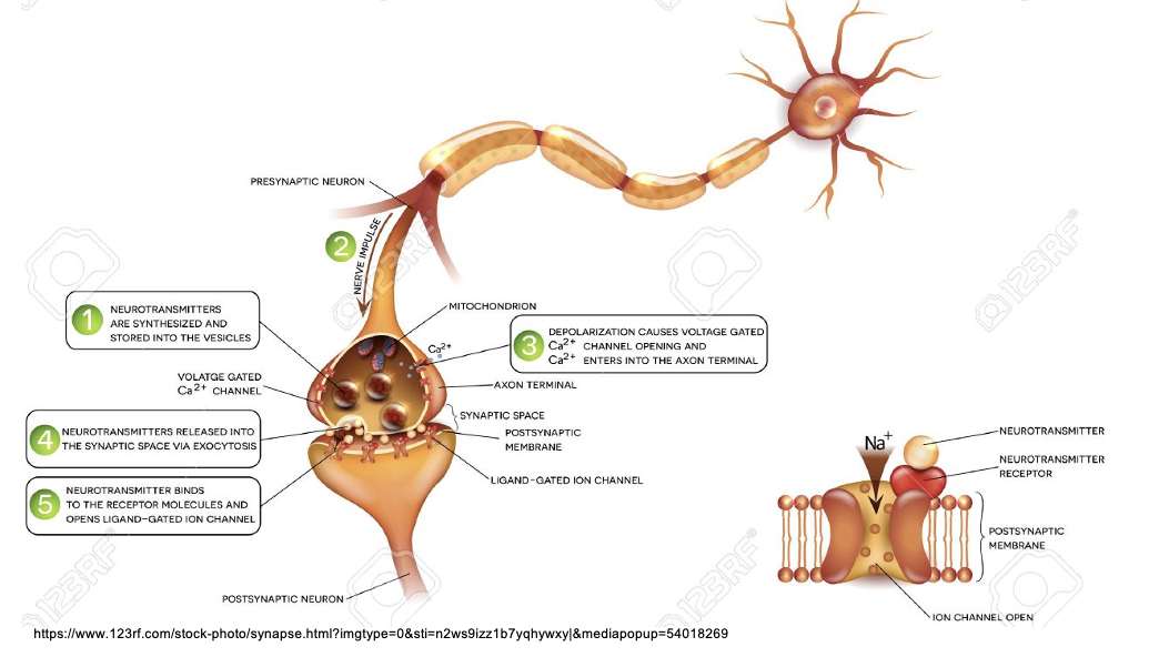 <p>Occurs between one neuron and one other; very fast, short-lived.</p><ul><li><p>Ligand-gated ion channel or G-protein-coupled receptors</p></li></ul><p></p>