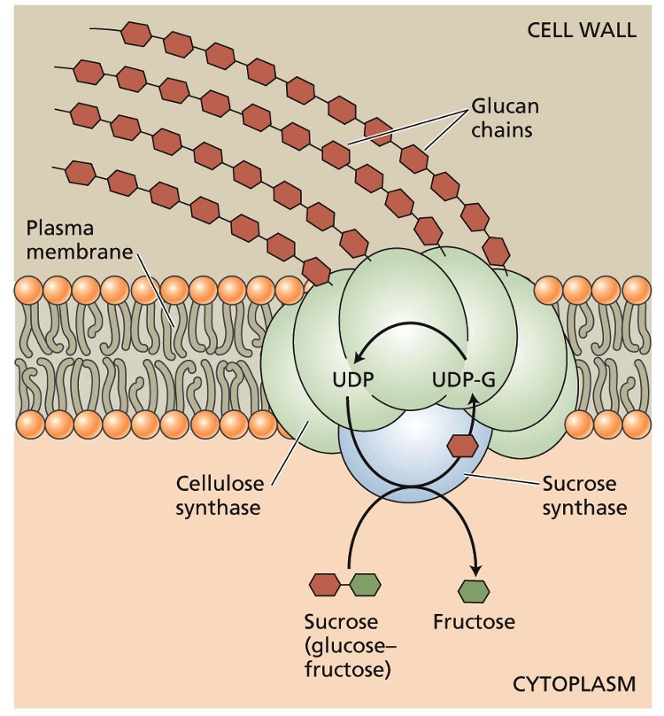 <ul><li><p>a catalytic sub unit with 8 transmembrane segments </p></li><li><p>several other sub units involved in packaging the cellulose chains </p></li></ul><p></p>