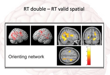 <p>use the formulas to isolate neural regions to look at specific neural activation-</p><p>The difference between these two conditions (<strong>RT double - RT valid spatial</strong>) helps quantify the <strong>pure alerting effect</strong>, removing the influence of spatial guidance</p><p>valid vs invalid cues difference- activations in the brain for both would help you find which part of the brain is responsible for orientation- brain areas response to valid cues =oriention areas</p>