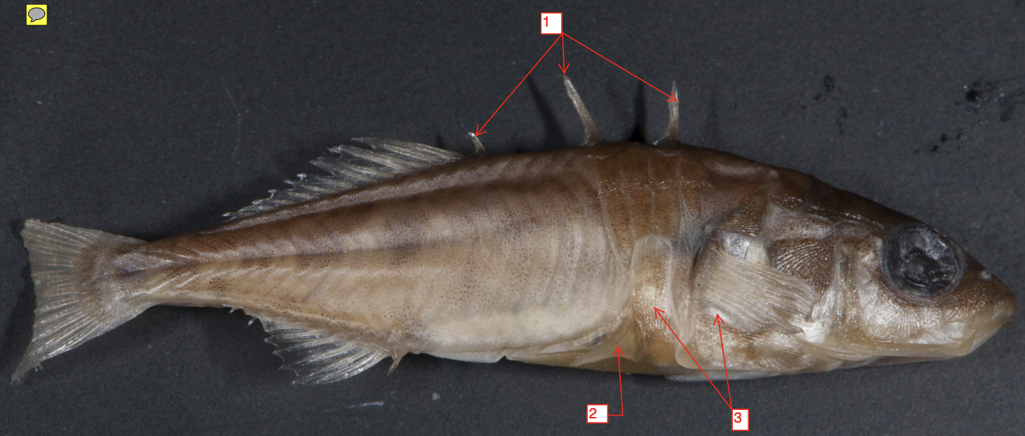 <p>!</p><p>phylum</p><p>subphylum</p><p>superclass</p><p>class</p><p>subclass</p><p>infraclass</p><p>order</p>