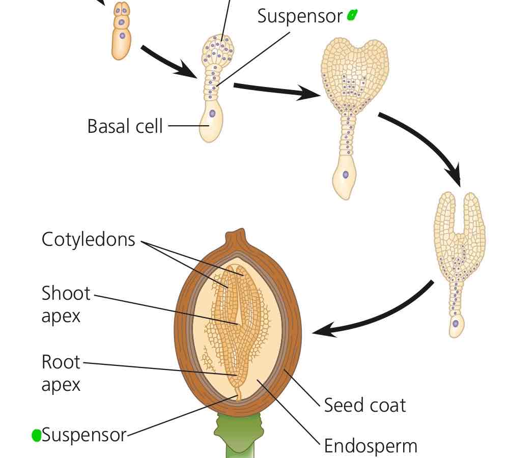 <p>Thread of cells anchoring embryo to parent plant, helping in nutrient transfer to embryo from parent plant and, in some angiosperms, from endosperm.</p>