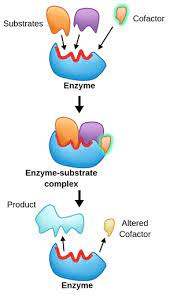 <ul><li><p>Things that bind to the active site to create a better fit and facilitate the building up or breaking down of molecules</p></li><li><p>cofactors are typically metal ions while coenzymes are organic molecules</p></li></ul>