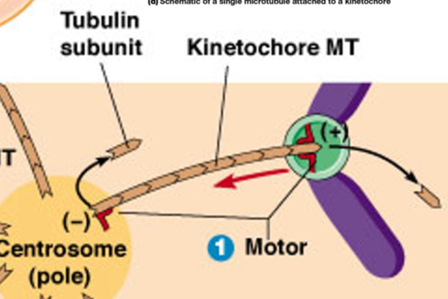 <p>beweging van de chromosomen naar polen van de kernspoel tijdens anafase A, gekoppeld aan MT depolymerisatie.</p><p>Kinesines die zitten aan de + uiteindes zorgen voor depolymerisatie van MT -> ze worden korter langs beide kanten</p><p>Kinesine aan de – uiteinde zal ook depolarymerisatie induceren</p><p>->het binnenhalen van de chromsomen</p><p>(rood hoekje van 90°)</p>