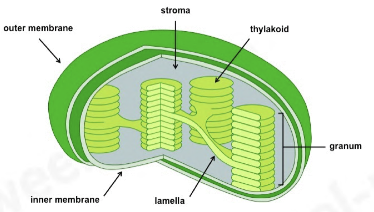 <p></p><ul><li><p>Chloroplasts are larger than mitochondria, and are also surrounded by a <strong>double-membrane</strong></p></li><li><p>Membrane-bound compartments called <strong>thylakoids</strong> stack together to form structures called <strong>grana</strong></p></li><li><p>Grana are joined together by <strong>lamellae</strong></p></li><li><p>Photosynthetic pigments such as <strong>chlorophyll </strong>are found in the membranes of the thylakoids, where their role is to<strong> absorb light energy</strong> for <strong>photosynthesis</strong></p></li><li><p>contains starch grains </p></li><li><p>Chloroplasts contain small circular pieces of DNA and 70S ribosomes used to synthesise proteins needed in chloroplast replication and photosynthesis</p></li><li><p>ATP is also produced here</p></li></ul><p></p>