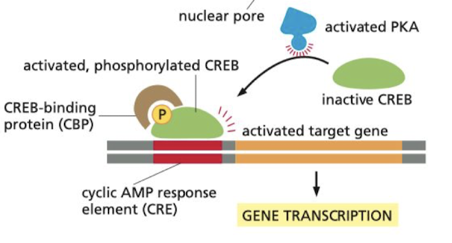 <p>enters the nucleus and phosphorylates the transcription regulation protein CREB</p><ul><li><p>once phosphorylated, CREB recruits coactivator CBP to the CRE on the DNA, stimulating gene expression</p></li></ul>