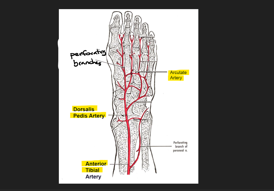 <p>anterior tibial, dorsalis pedis, perforating, arcuate.</p><p>(Ants Taste Delicious Pies and Perform Acrobatics)</p>