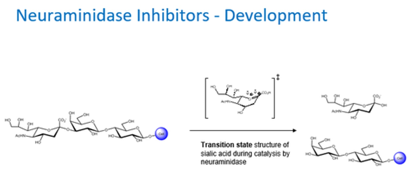 <p>- Transition state is highest energy species in this reaction.</p><p>- Enzymes bind to TS and lower its energy.</p><p>- So Neuraminidase inhibitors needed to target TS structure!</p>