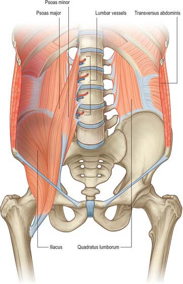 <ul><li><p>vertebral column</p></li><li><p>ribs </p></li><li><p>hip bone </p></li></ul><p></p>
