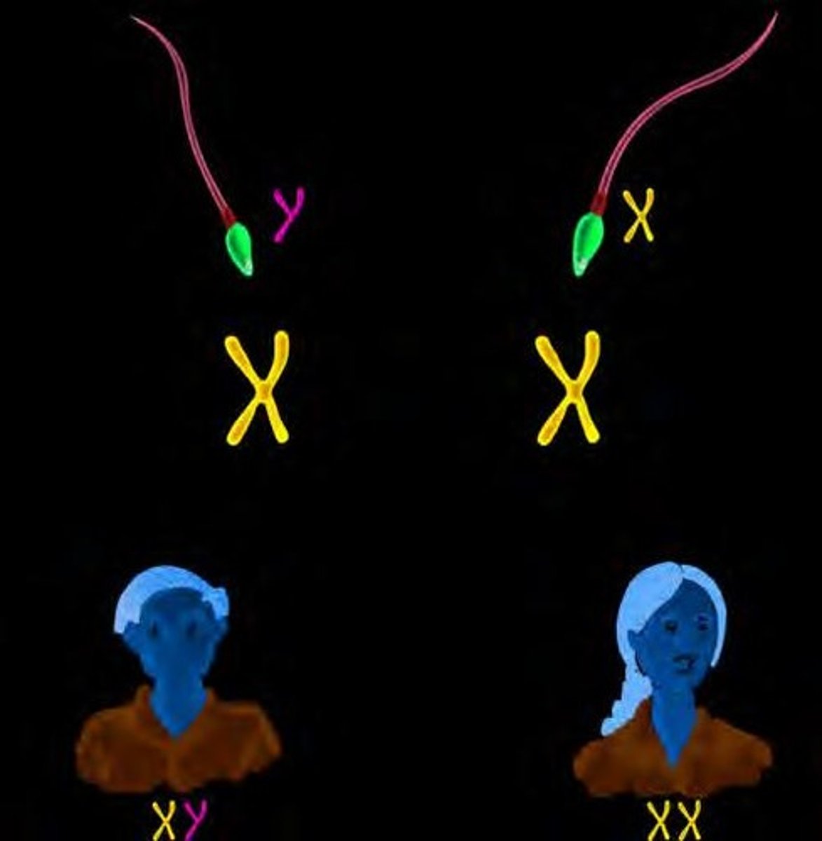 <p>Chromosomes that determine the sex of an individual (X &amp; Y)</p>