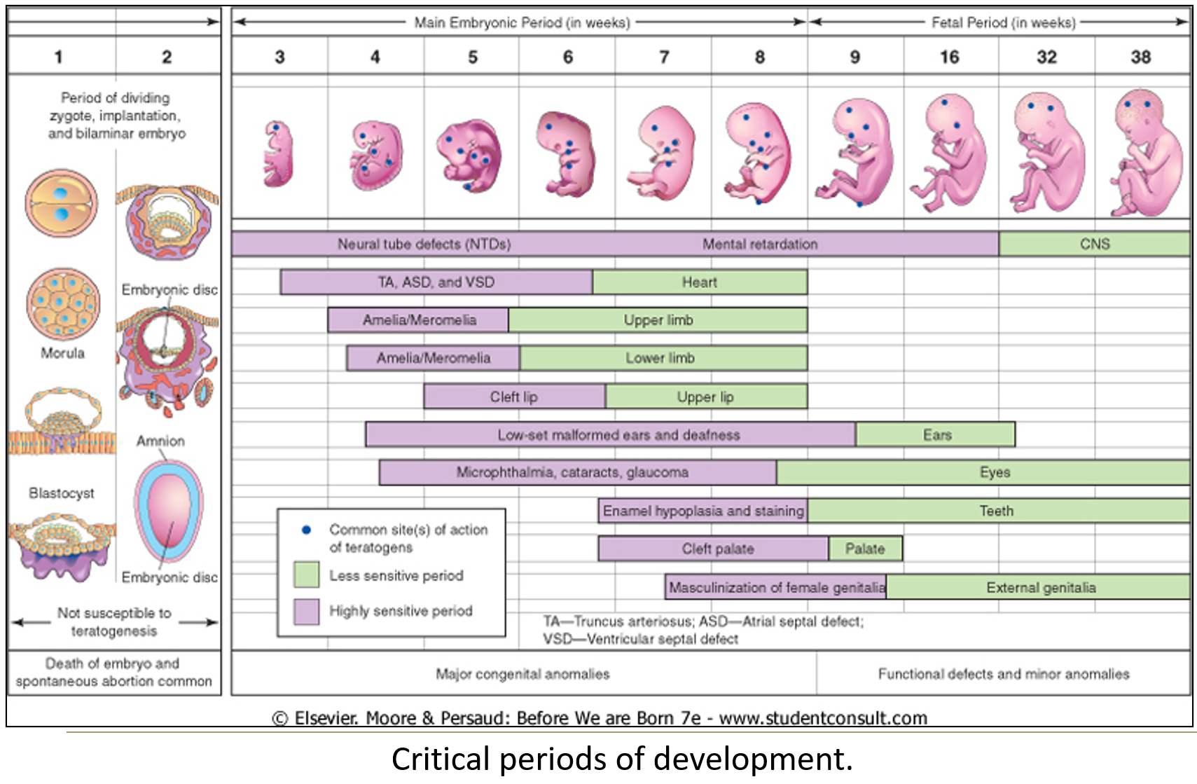 <p>The <strong>critical period</strong> is between <strong>3–8 weeks of embryonic development</strong>, when major organs are forming.</p><ul><li><p class="">Exposure during the <strong>blastula or gastrula stage</strong> (earlier) is often <strong>lethal</strong>.</p></li><li><p class="">The <strong>brain and some organs</strong> have longer critical periods.</p></li><li><p class=""><strong>Mnemonic:</strong> <span style="color: red"><strong><em>Te</em></strong></span><em>ratogen = T (third), E (eighth)</em> = to remember weeks 3 to 8.</p></li></ul><p></p>