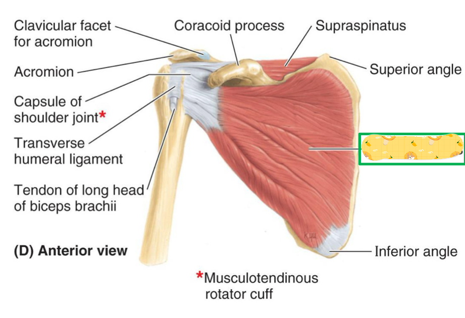<p>Origin: subscapular fossa of scapula</p><p>Insertion: Lesser tubercle</p><p>Action: Arm medial rotation, stabilizes GH joint</p><p>Innervation: Subscapular nerve</p>