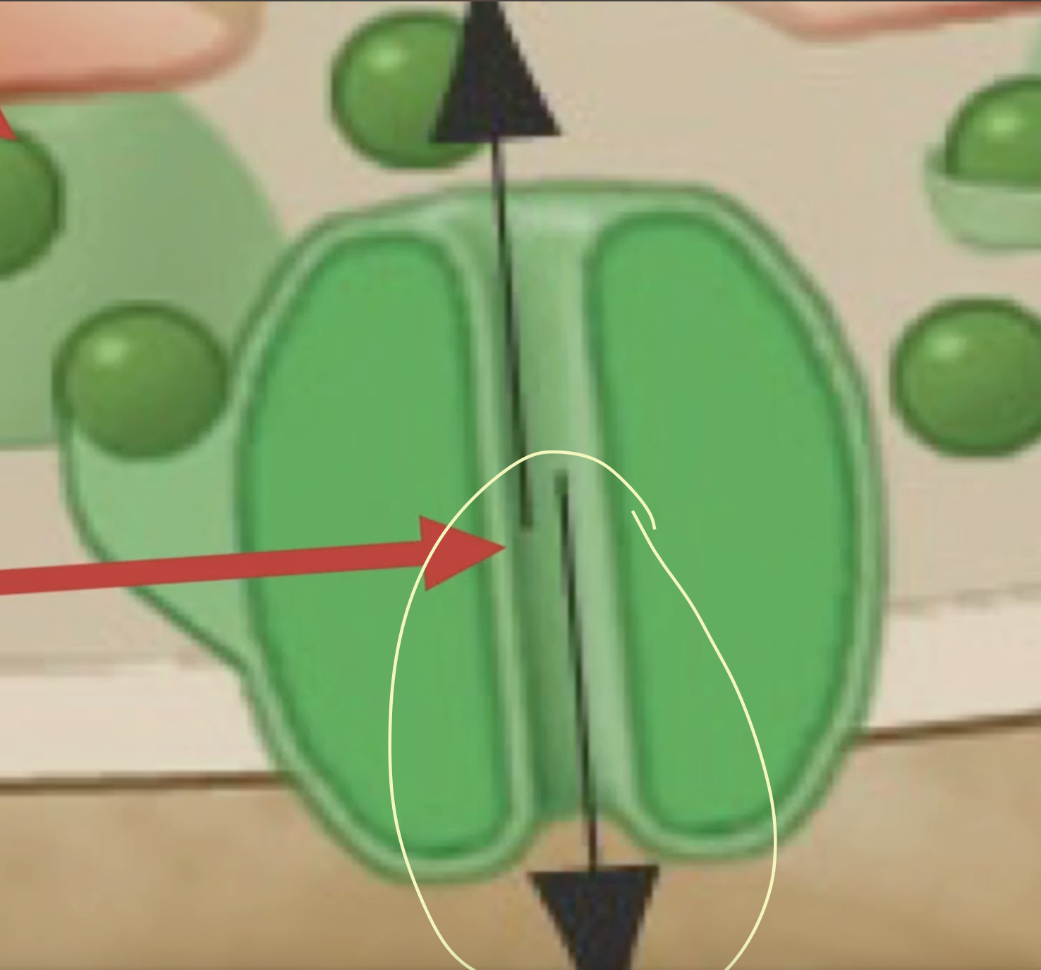 <p>What does this arrow of the receptor do?</p>