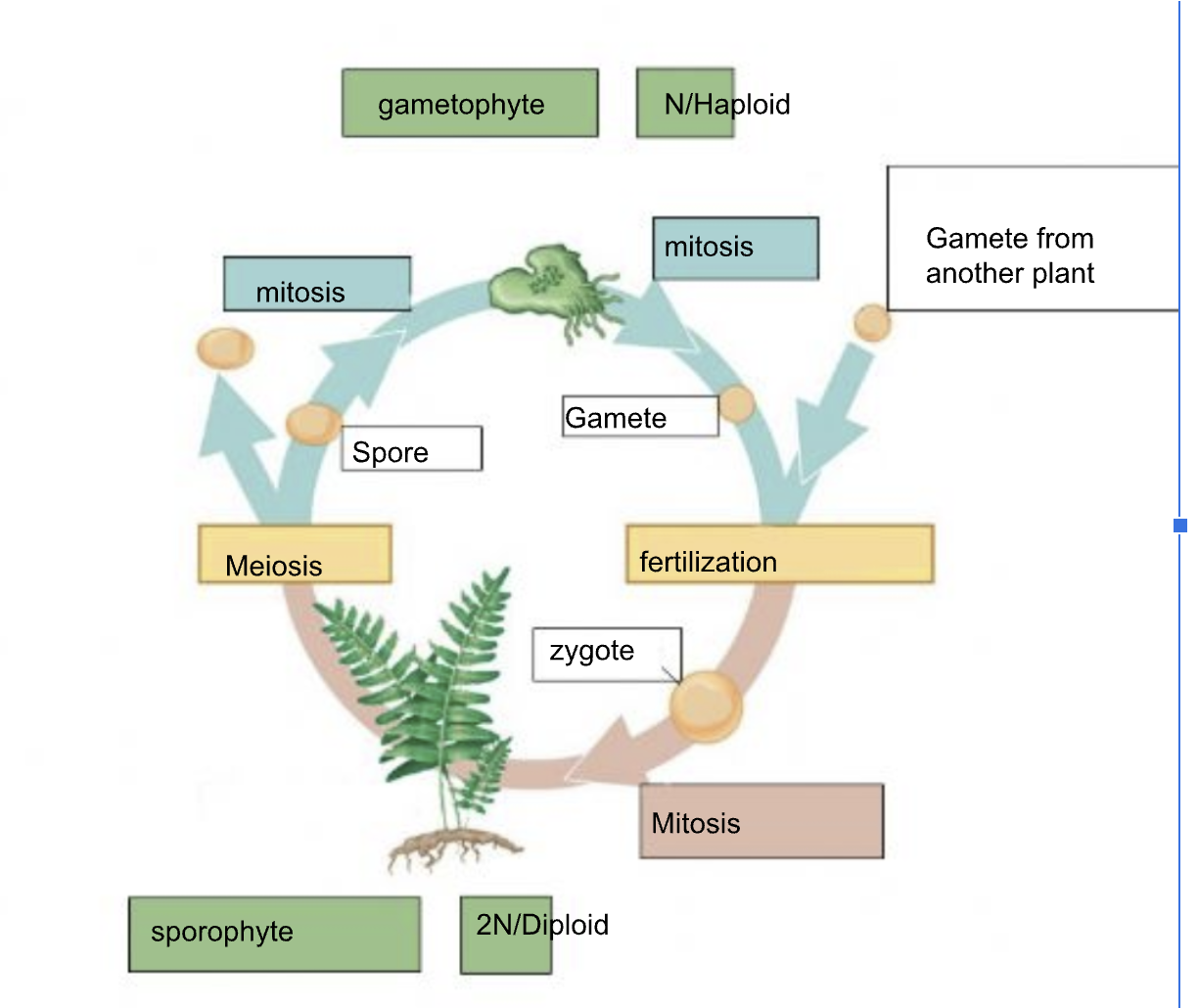knowt flashcard image