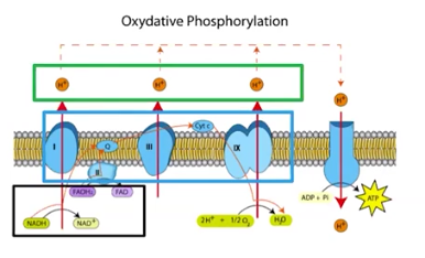 <p>Oxidative Phosphorylation</p>