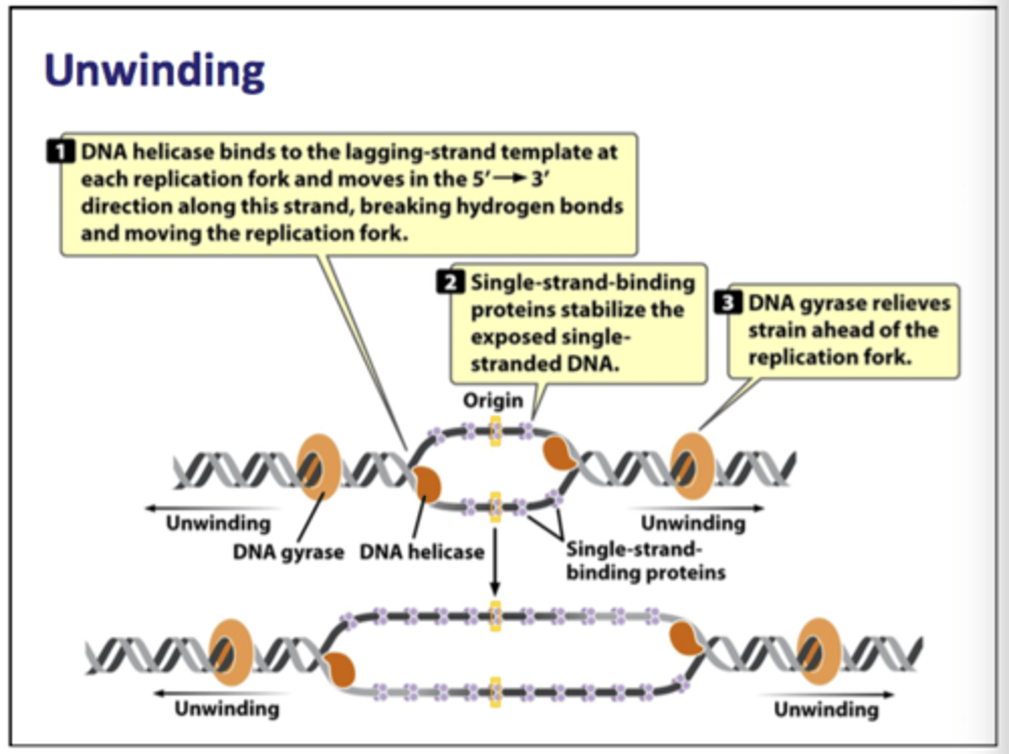 <p>1) helicase unwinds DNA at replication fork<br>2) single-strand binding proteins prevent secondary strands from forming<br>3) DNA gyrase relieves strain</p>