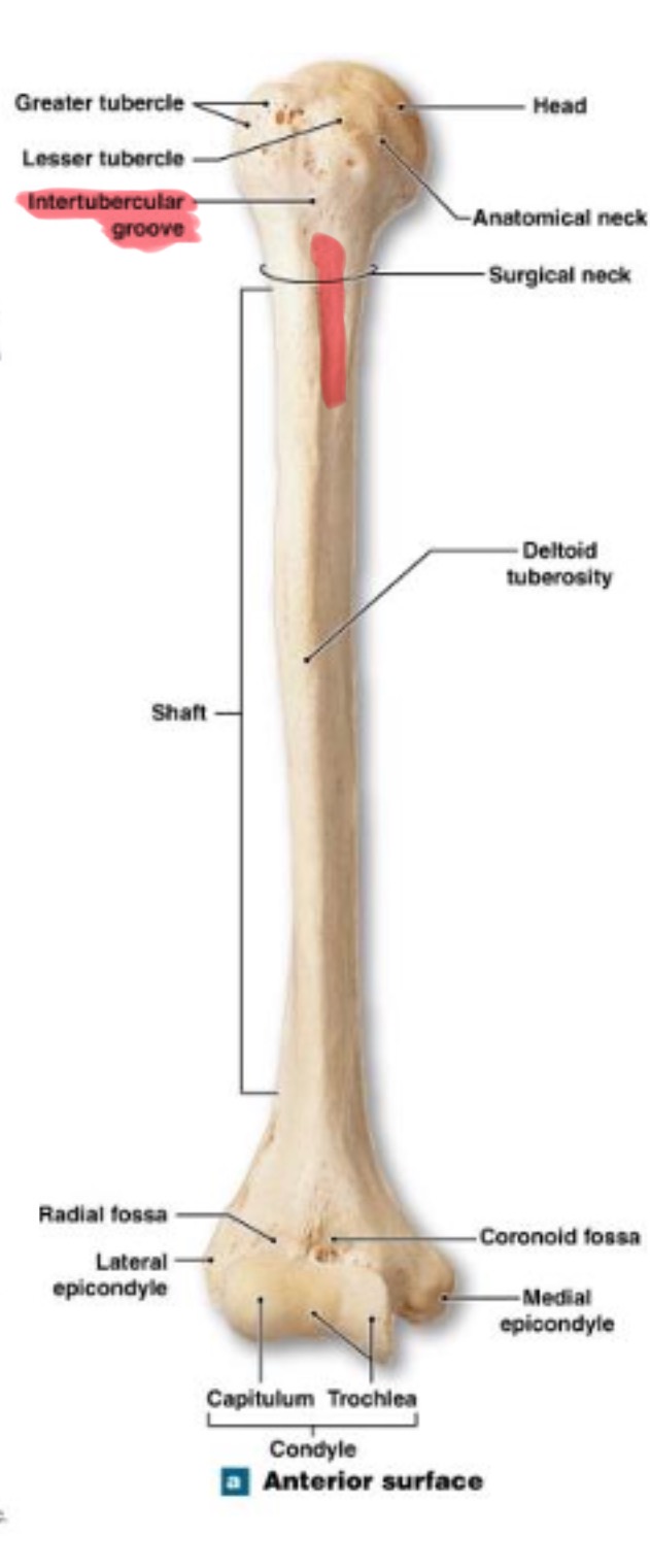 <p>(intertubercular sulcus) accomodates a tendon of the biceps muscle</p>