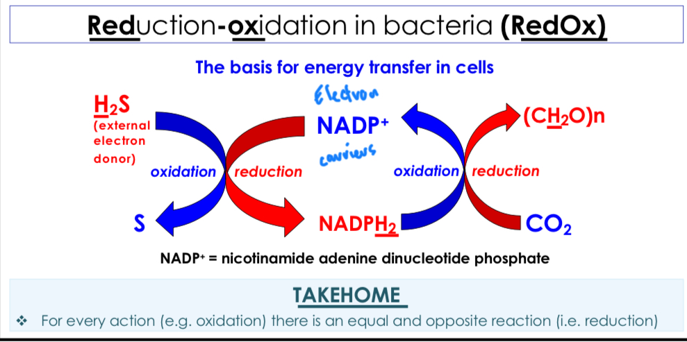 <p>A chemical reaction in which electrons are transferred between two reactants allowing for energy transfer in cells.</p>