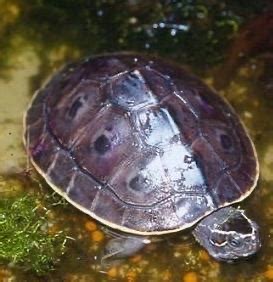 <p>Indian eyed turtle</p>