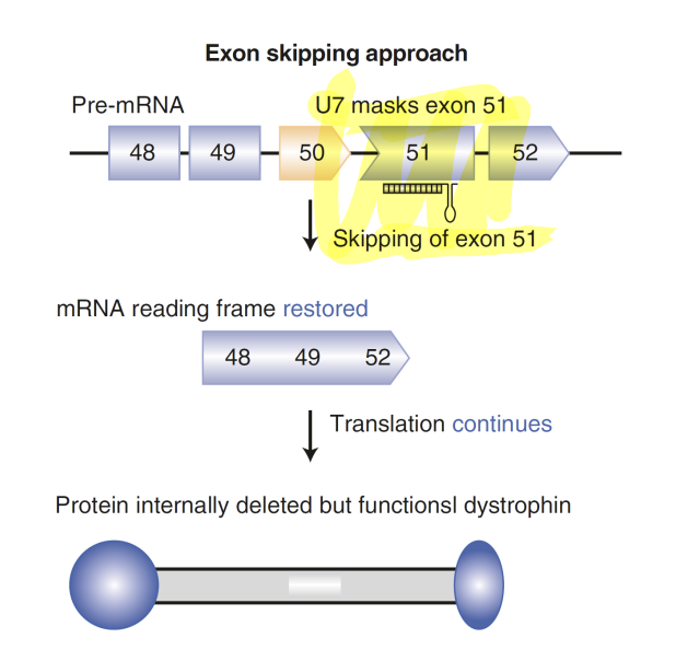 <p>U7 (an oligonucleotide) binds to the mutant exon that we don’t want transcribed, masking the exon and having skipped by RNA polymerase</p>