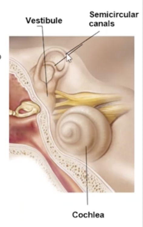 <p>Temporal Bone</p><p>2 divisions of internal ear</p><ol><li><p>Bony Labyrinth</p><ol type="a"><li><p>Vestibule</p></li><li><p>Semicircular canals</p></li><li><p>Cochlea</p></li></ol><ul><li><p>Filled with perilymph</p></li></ul></li><li><p>Membranous Labyrinth</p><ol type="a"><li><p>Series of interconnecting sacs and ducts</p></li><li><p>Within the bony labyrinth</p></li></ol><ul><li><p>Filled with endolymph</p></li></ul></li></ol><p></p>