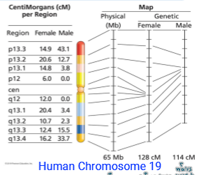 <ul><li><p>Genome-wide recombination rate is lower in males </p></li><li><p>So males have a smaller genetic map BUT <em>the physical maps are the same </em></p><ul><li><p>Physical map: measured actual # of bp for precise DNA length (exact distance)</p></li><li><p>Genetic map: measures relative distance based on frequency of crossing over (relative distance) </p></li></ul></li></ul><p></p>