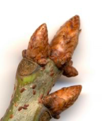 <p><span><strong>Pupeny protáhlé, nahloučené na konci letorostu</strong></span></p>