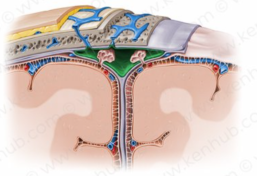 <p>IN GREEN</p><ul><li><p>space in between the periosteal and meningeal layers of the dural mater </p></li></ul><p> </p>
