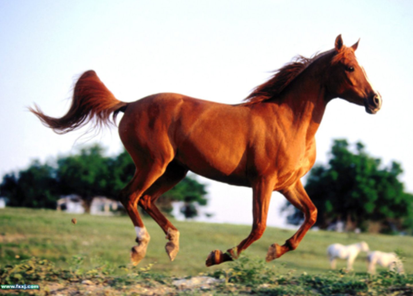<p>horse</p>