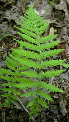 <p><em>Thelypteris noveboracensis</em></p>
