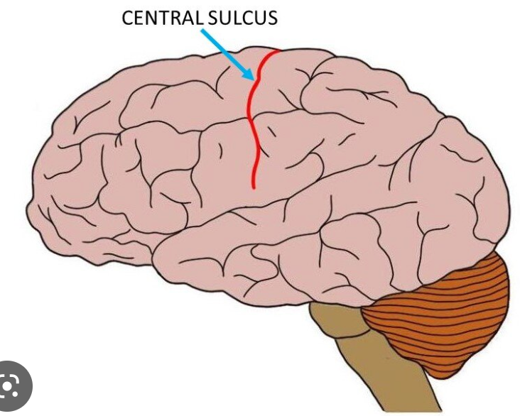 posterior part of frontal lobe

divides the frontal and parietal lobes