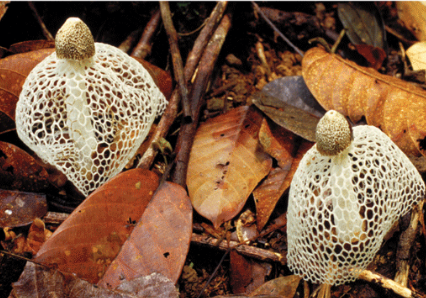 <p>The <u>club-like shape</u> of the basidium (a cell in which karyogamy occurs, followed immediately by meiosis) gives rise to the common name <em>club fungus</em>.</p>