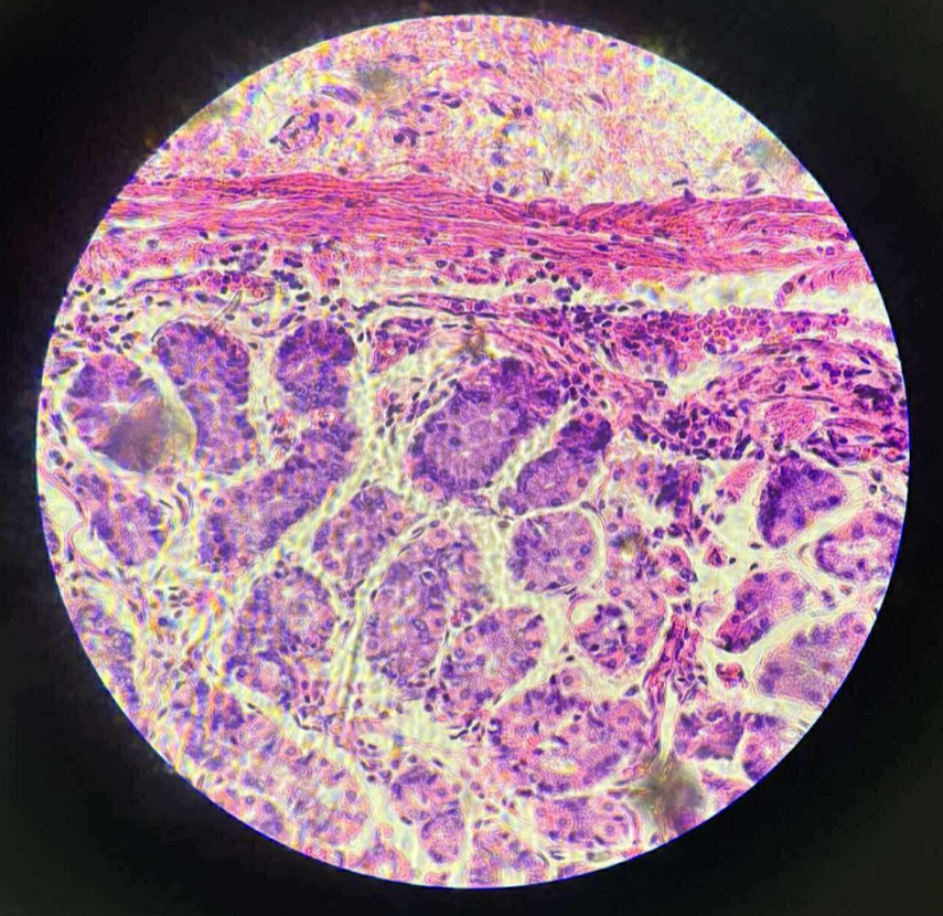 <p>What is the function of this?</p>
