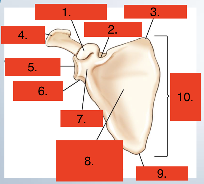 <p>Scapula anterior view</p>