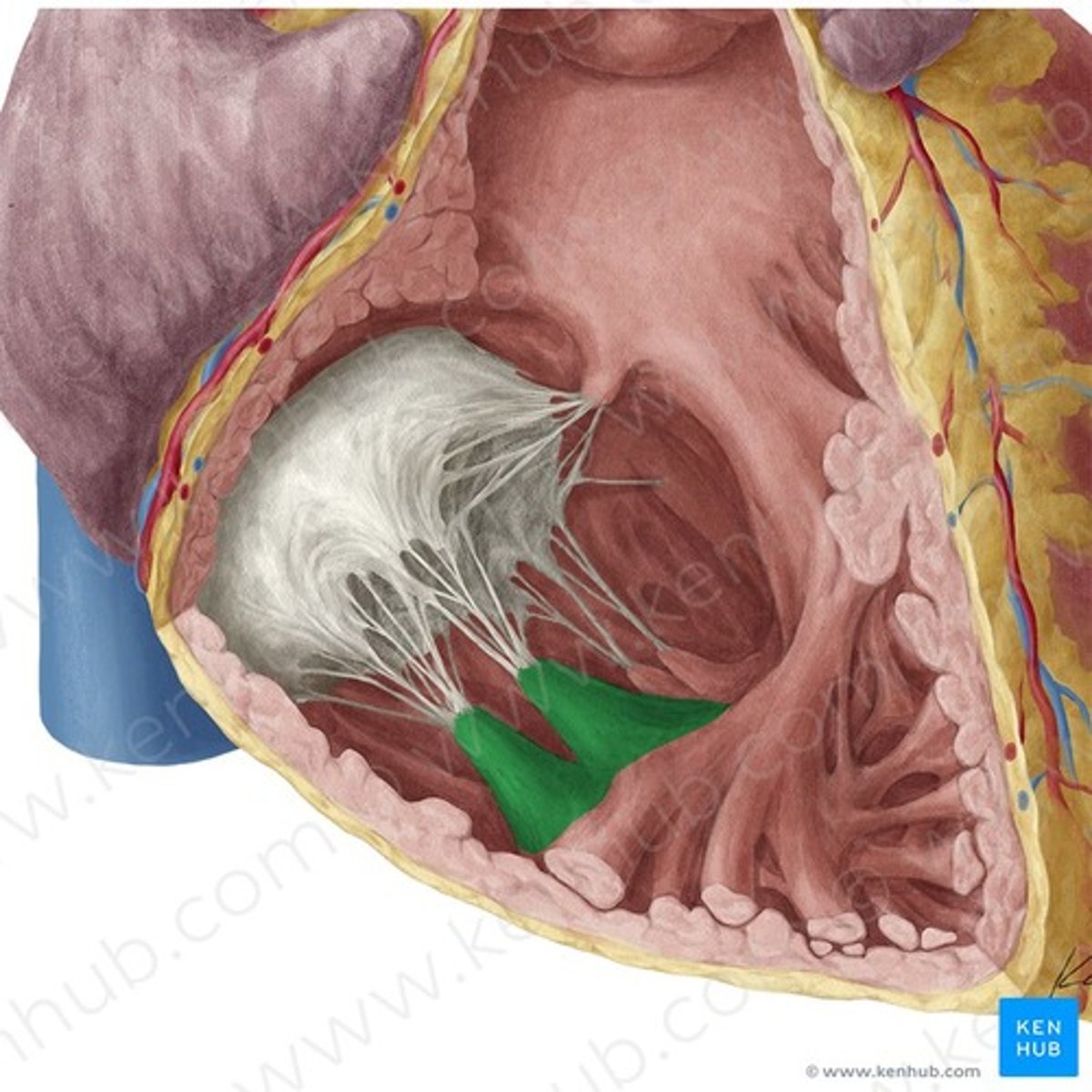 <p>zorgen ervoor dat chordae gespannen zijn, zodat terugstroom wordt voorkomen wanneer ventrikels samentrekken</p>