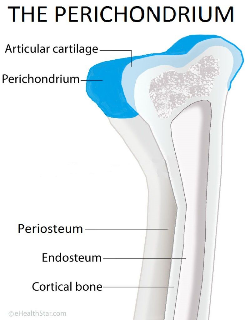 <p>Articular cartilage</p>