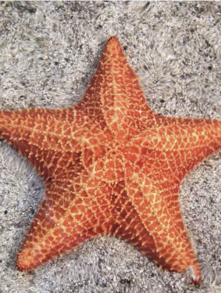 <p>type of symmetry</p><p></p>