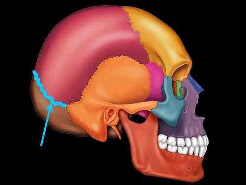 Between parietal bones and occipital bone \n Fuse in 40s