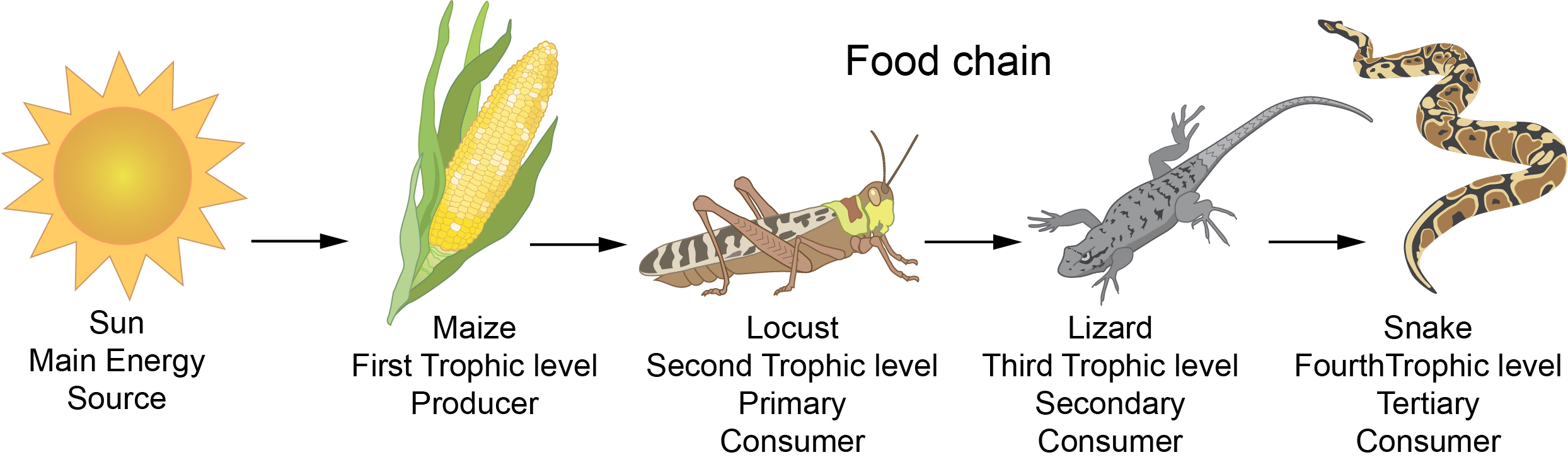 <p>Food chains </p>