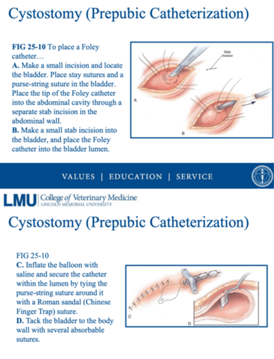 <p>review the "how to" for cystotomy aka prepubic catheterization</p>