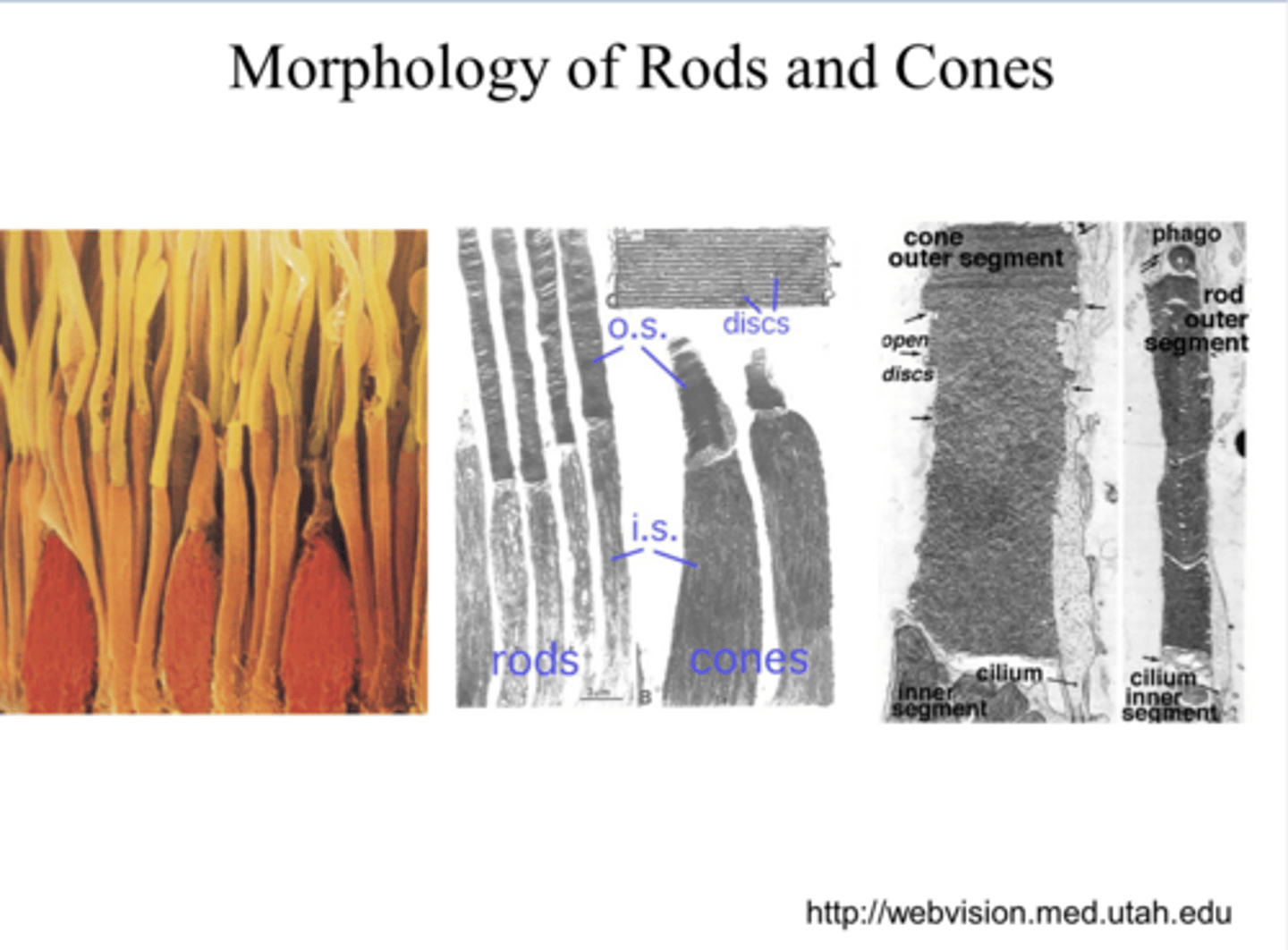 <p>Where will the older photopigment be located?</p>