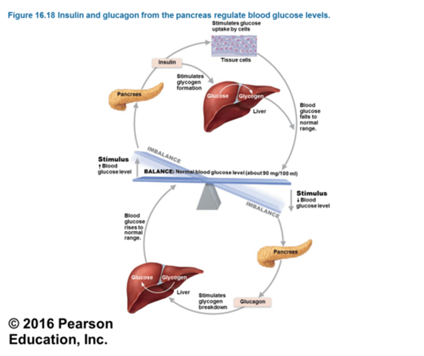 <p>A protein hormone secreted by pancreatic endocrine cells that raises blood glucose levels; an antagonistic hormone to insulin.</p>