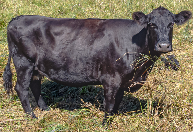 <p>What breed is this?</p>